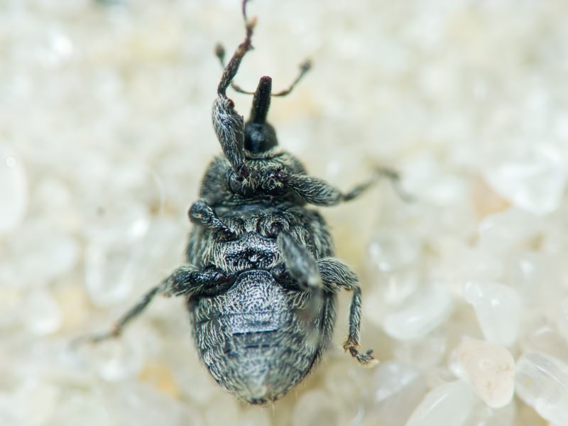 Rhinusa tetra (Fabricius, 1792)